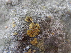 Lecanoromycetes