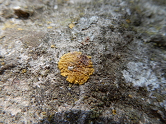 Lecanoromycetes
