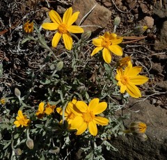 Eriophyllum lanatum integrifolium