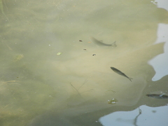 Actinopterygii
