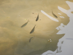 Actinopterygii