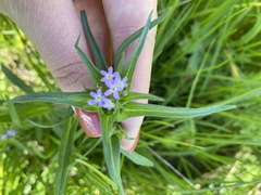 Collomia linearis