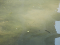 Actinopterygii