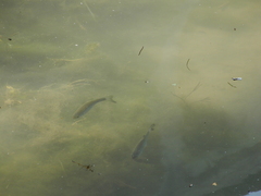 Actinopterygii