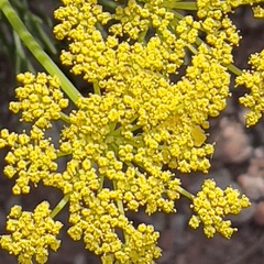Harbouria trachypleura