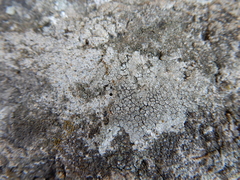 Lecanoromycetes