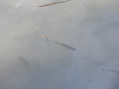 Actinopterygii