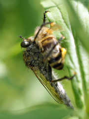 Apis mellifera