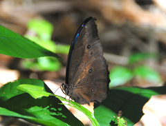 Morpho menelaus menelaus