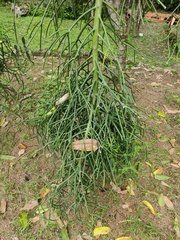 Euphorbia tirucalli