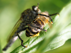 Apis mellifera