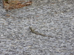 Podarcis muralis