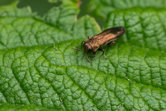 Agrilus cuprescens
