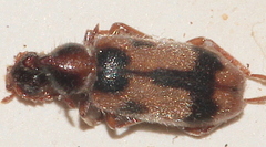 Notoxus excisus