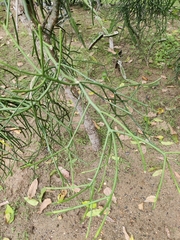 Euphorbia tirucalli