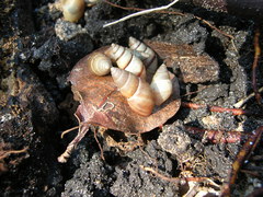 Bulimulus guadalupensis