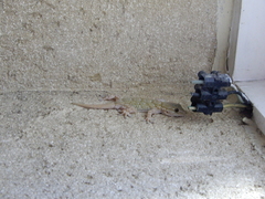 Tarentola mauritanica