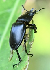 Lucanidae