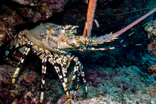 Photo of Ornate Spiny Lobster (Panulirus ornatus)
