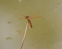 Perithemis tenera