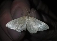 Idaea macilentaria