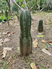 Cereus hexagonus
