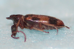 Notoxus excisus