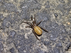 Zora hespera
