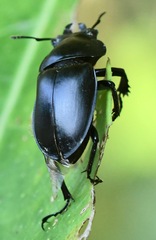 Lucanidae