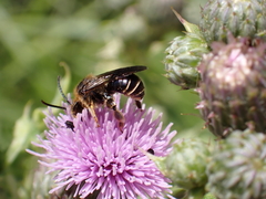 Macropis europaea