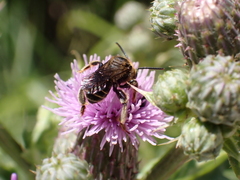 Macropis europaea