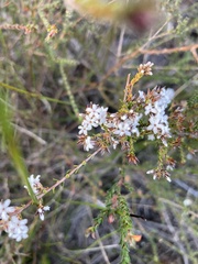 Leucopogon microphyllus