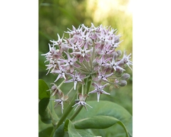Asclepias speciosa