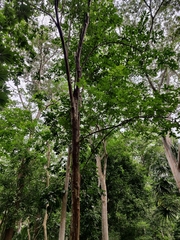 Psidium friedrichsthalianum