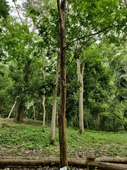 Psidium friedrichsthalianum