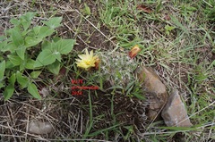 Coryphantha cornifera