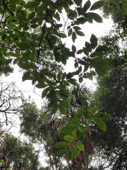 Psidium friedrichsthalianum