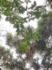 Psidium friedrichsthalianum