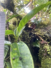 Ficus crassiuscula