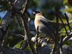 Schistochlamys ruficapillus