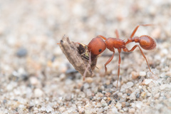 Pogonomyrmex salinus