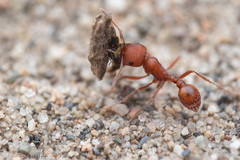 Pogonomyrmex salinus