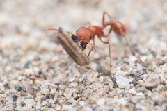 Pogonomyrmex salinus