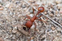 Pogonomyrmex salinus