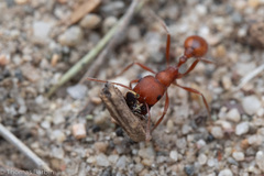 Pogonomyrmex salinus