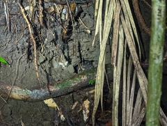 Incilius coccifer