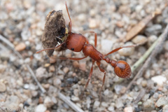 Pogonomyrmex salinus