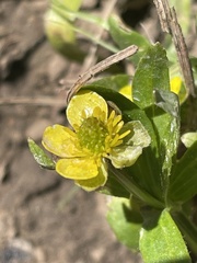 Ranunculus inamoenus inamoenus