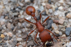 Pogonomyrmex salinus