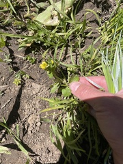 Ranunculus inamoenus inamoenus